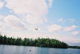 Остров Соловецкий. Озеро Большое Красное (Большое Белое). Чайка в полёте.