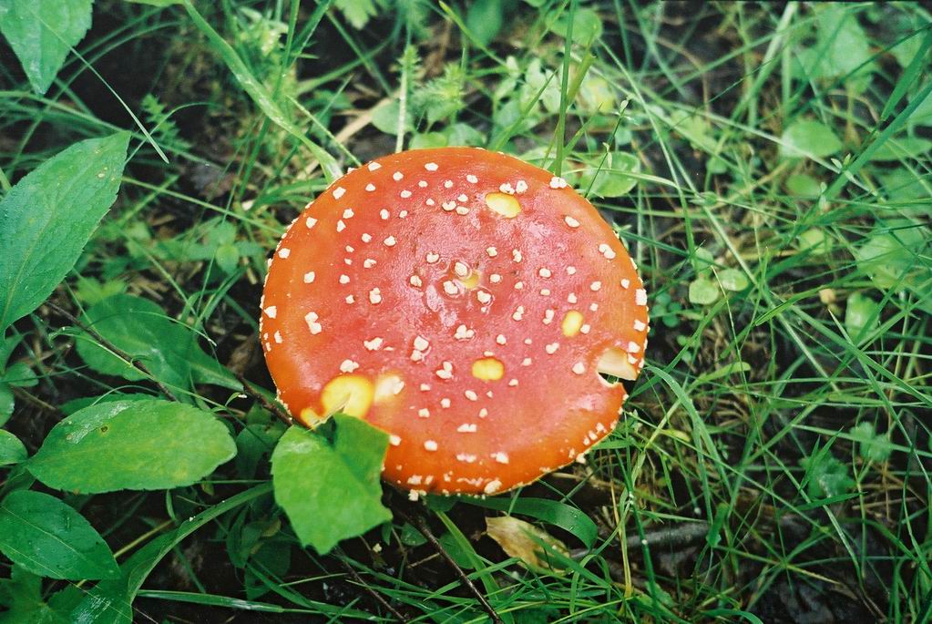 Остров Соловецкий. Мухомор :-). 