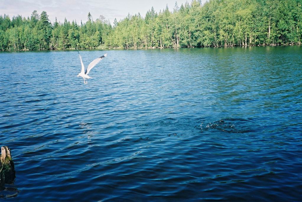 Остров Соловецкий. Озеро Большое Красное (Большое Белое). Чайка в полёте.
