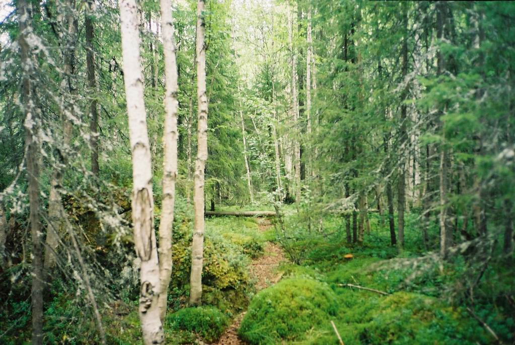 В лесу. 